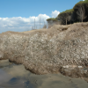 Banchi di Posidonia