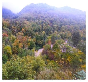 Foresta