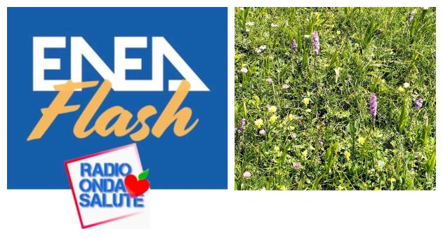 Logo Radio e prato fiorito