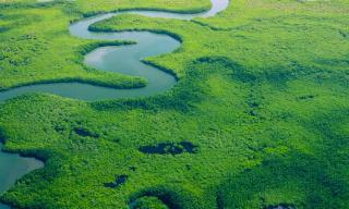 fiume e vegetazione