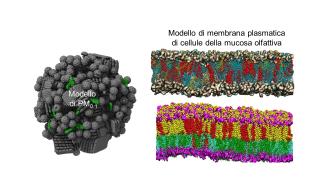 Interazione particolato e membrana cellulare