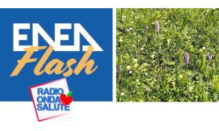 Logo Radio e prato fiorito