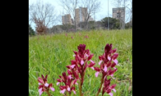 prato e fiori in città